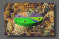 Terpene Profiling